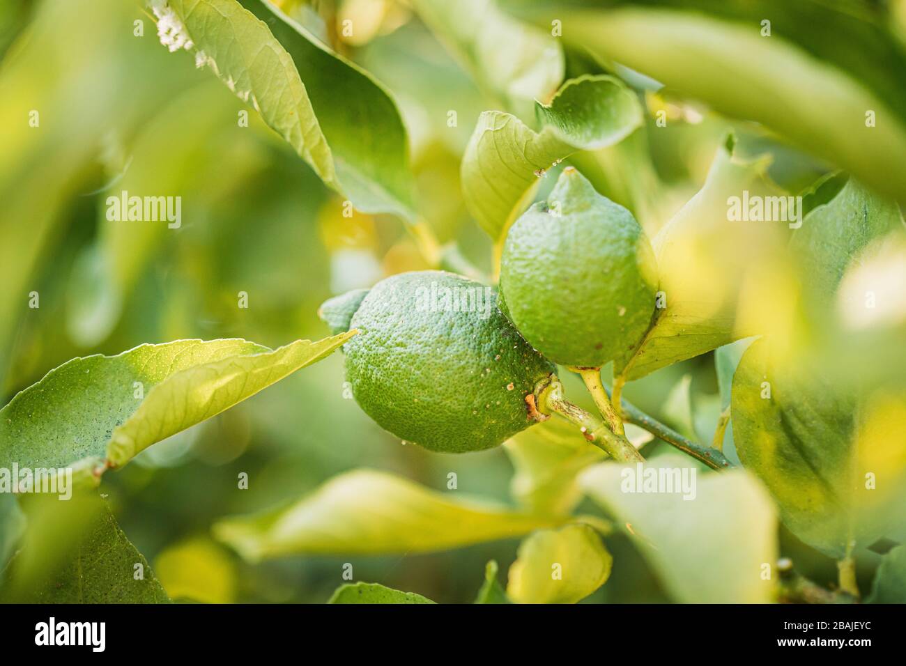 Close up two tree hi-res stock photography and images - Alamy