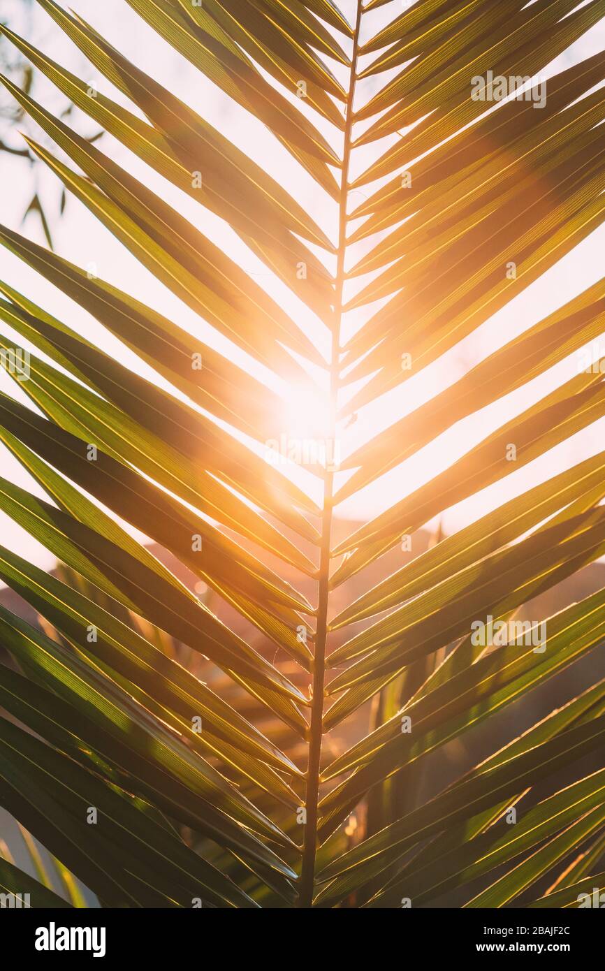 Close Up Of Palm Tree Branch. Sunlight Sun Rays Shine Through Green
