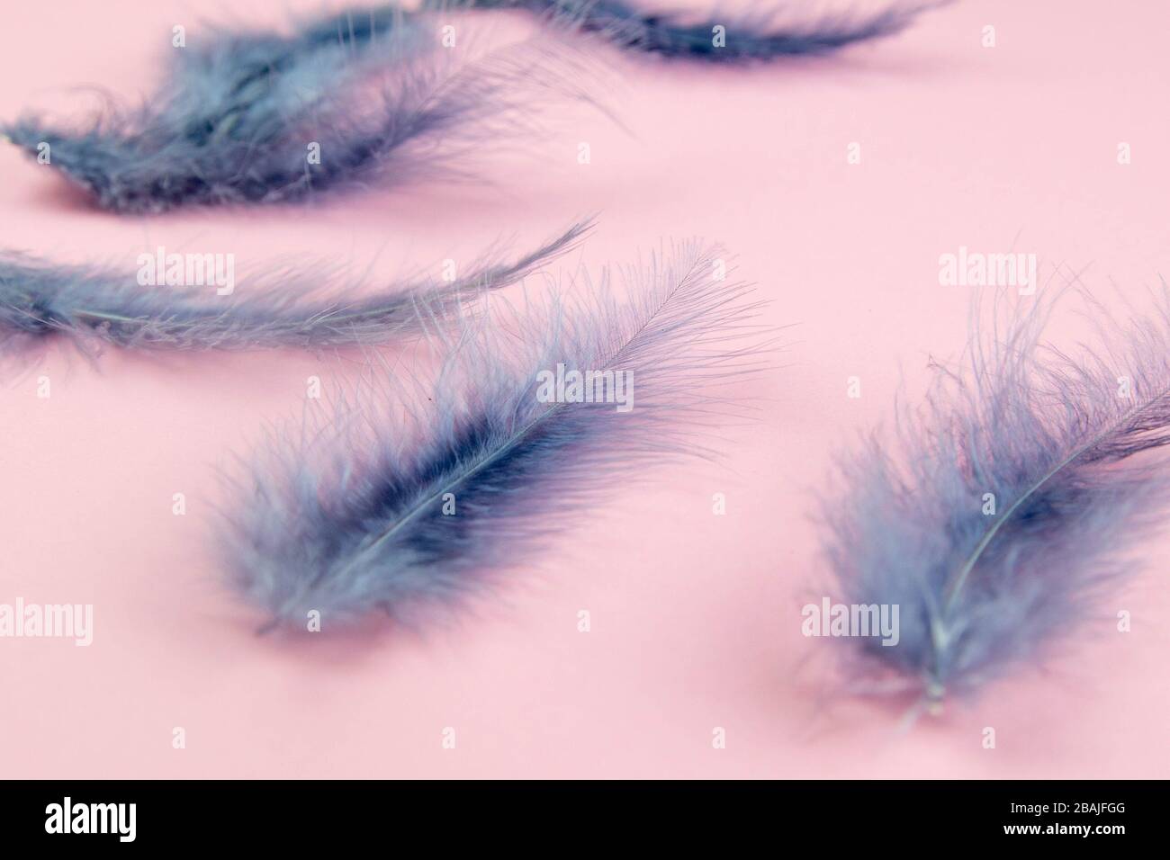 Beautiful blue feather on pinc background Stock Photo