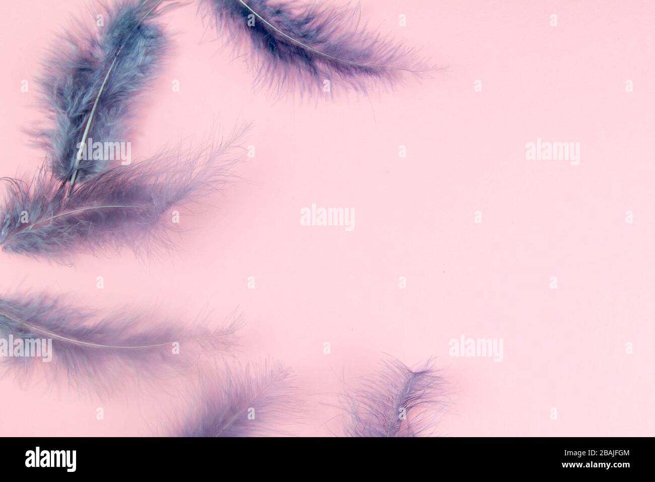 Beautiful blue feather on pinc background Stock Photo