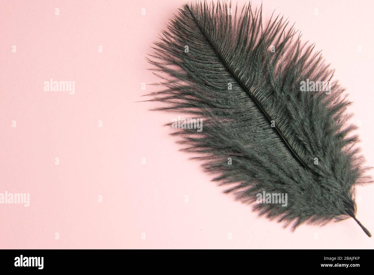 Beautiful black feather on pinc background Stock Photo