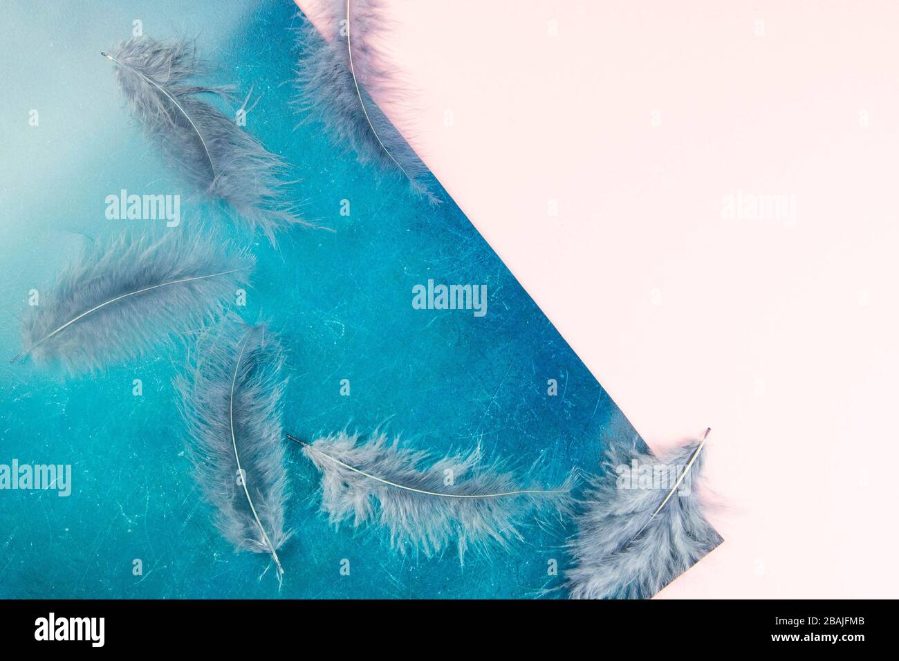 Beautiful blue feather on pinc-blue background Stock Photo