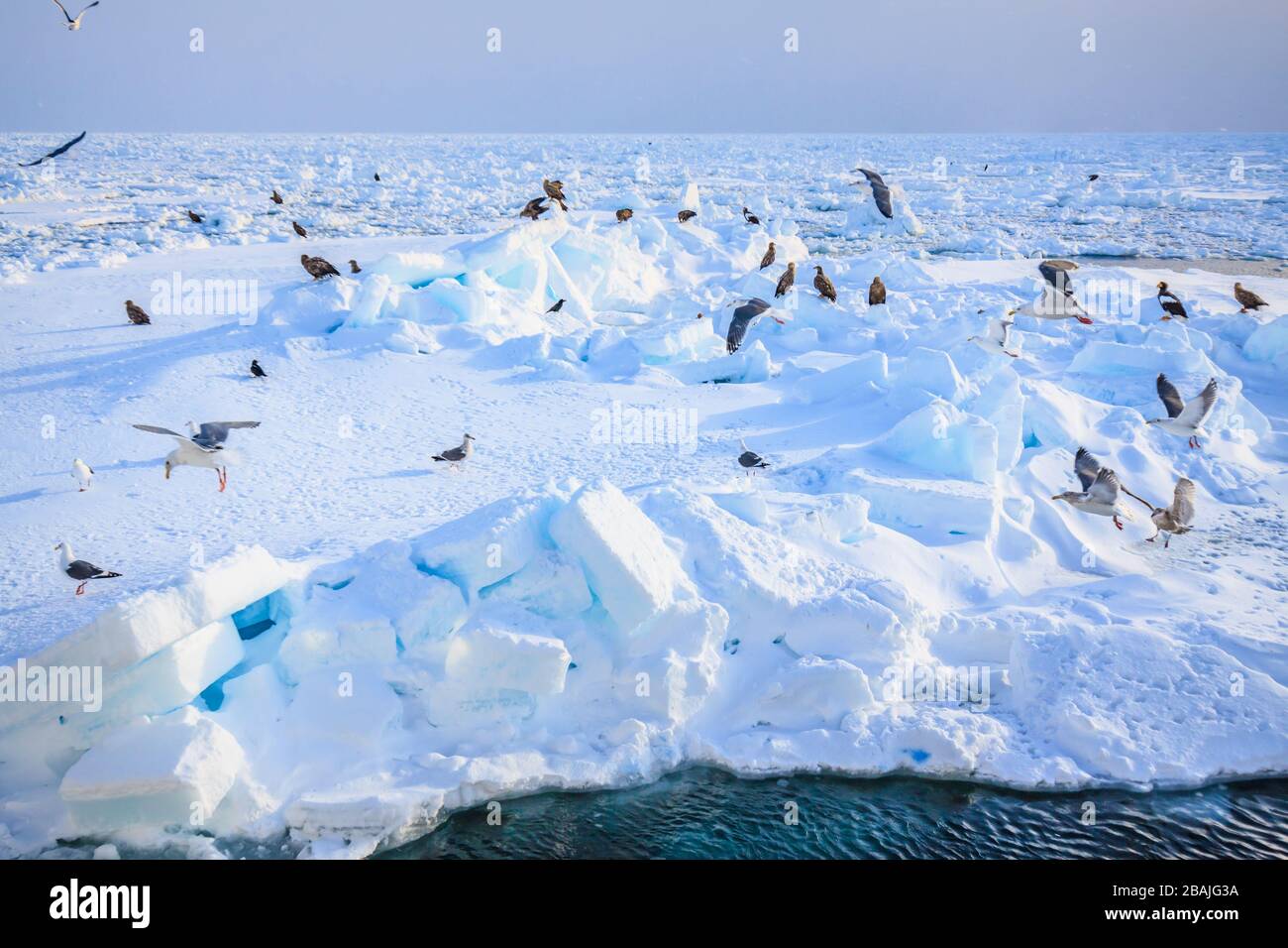 Stella's sea ealges and seagulls standing on a giant floating ice in