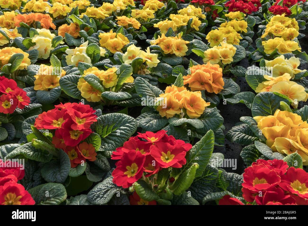 Variety of colorful red and yellow cultivated primula plants full frame Stock Photo