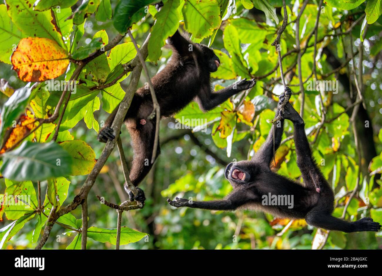 The Celebes crested macaques on the tree. Crested black macaque, Sulawesi crested macaque, sulawesi macaque or the black ape. Natural habitat. Sulawes Stock Photo