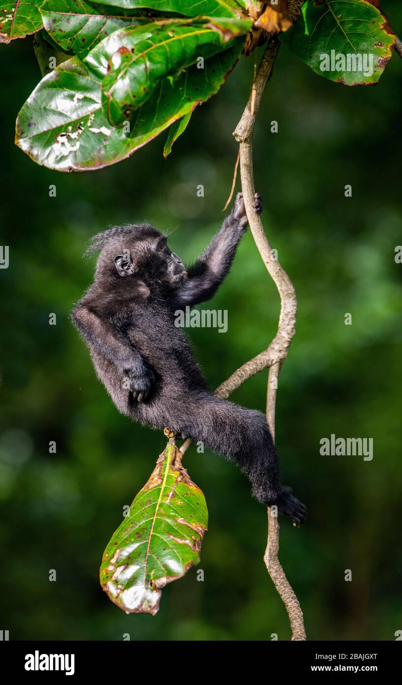 The Cub of Celebes crested macaque on the tree.  Crested black macaque, Sulawesi crested macaque, or the black ape. Natural habitat. Sulawesi Island. Stock Photo
