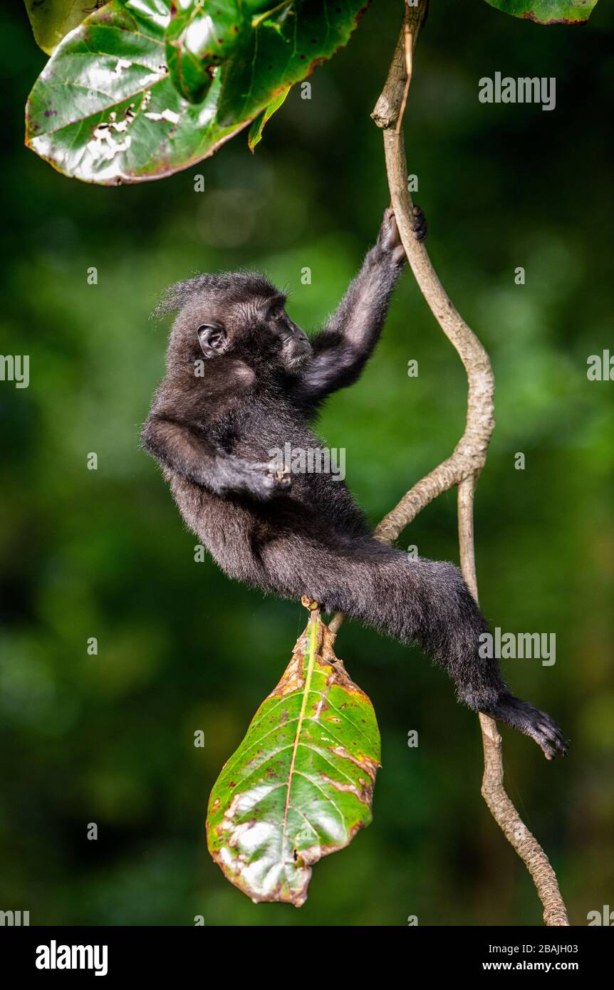 The Cub of Celebes crested macaque on the tree.  Crested black macaque, Sulawesi crested macaque, or the black ape. Natural habitat. Sulawesi Island. Stock Photo