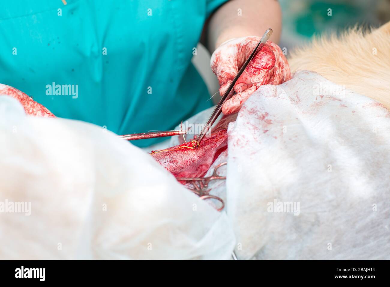 Thread and surgical stitch. Surgical operation in a veterinary clinic. Hernia removal and sterilization of the Caucasian Shepherd. Stock Photo