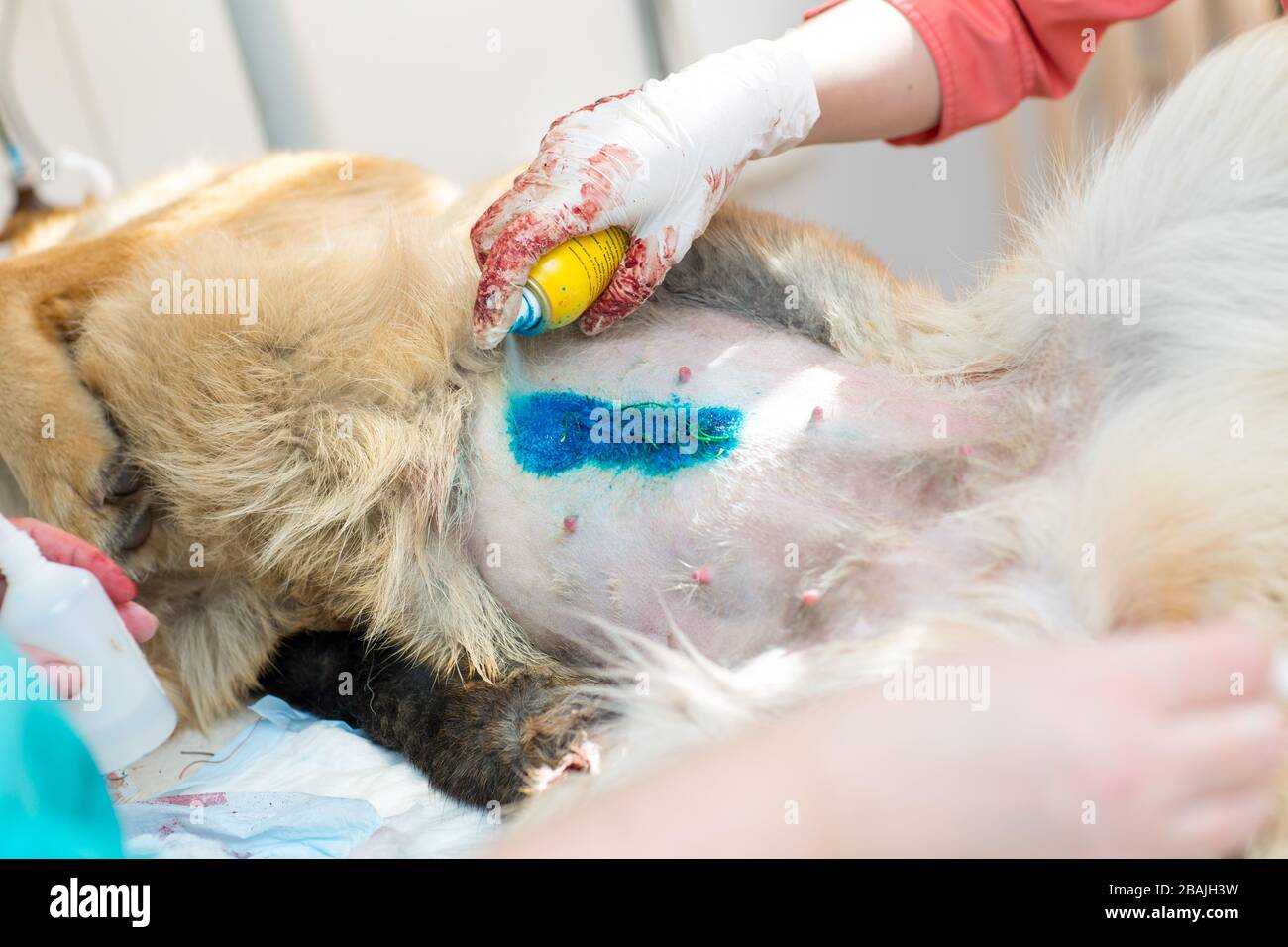 Postoperative Suture Treatment Surgical Operation In A Veterinary Clinic Hernia Removal And Sterilization Of The Caucasian Shepherd Stock Photo Alamy