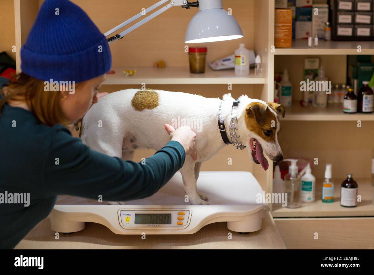 Weighing dog in veterinary clinic Stock Photo