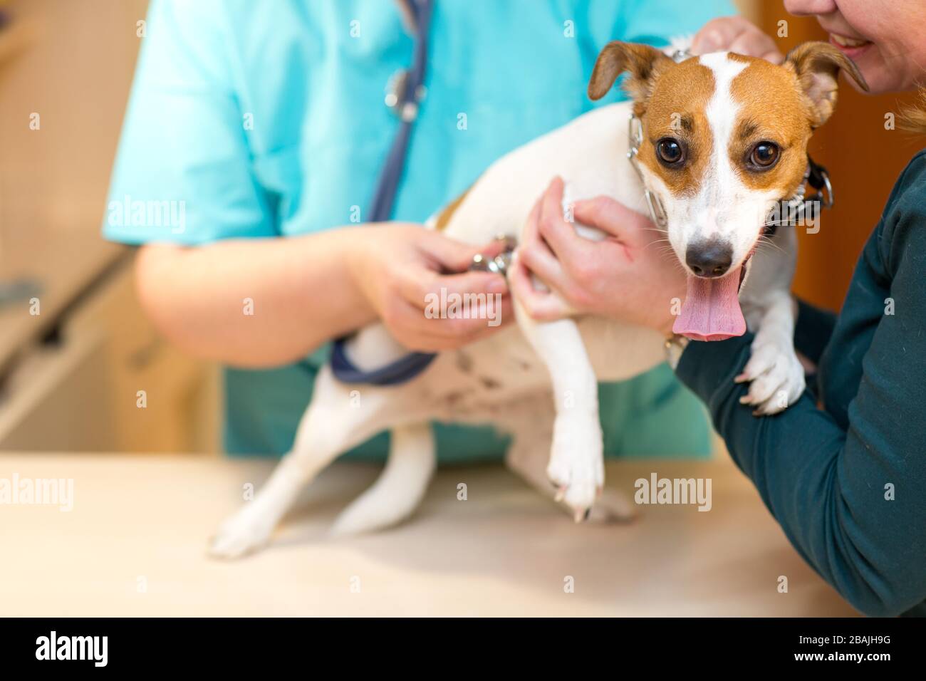 Veterinarian with stethoscope listens to the heart of dog Stock Photo