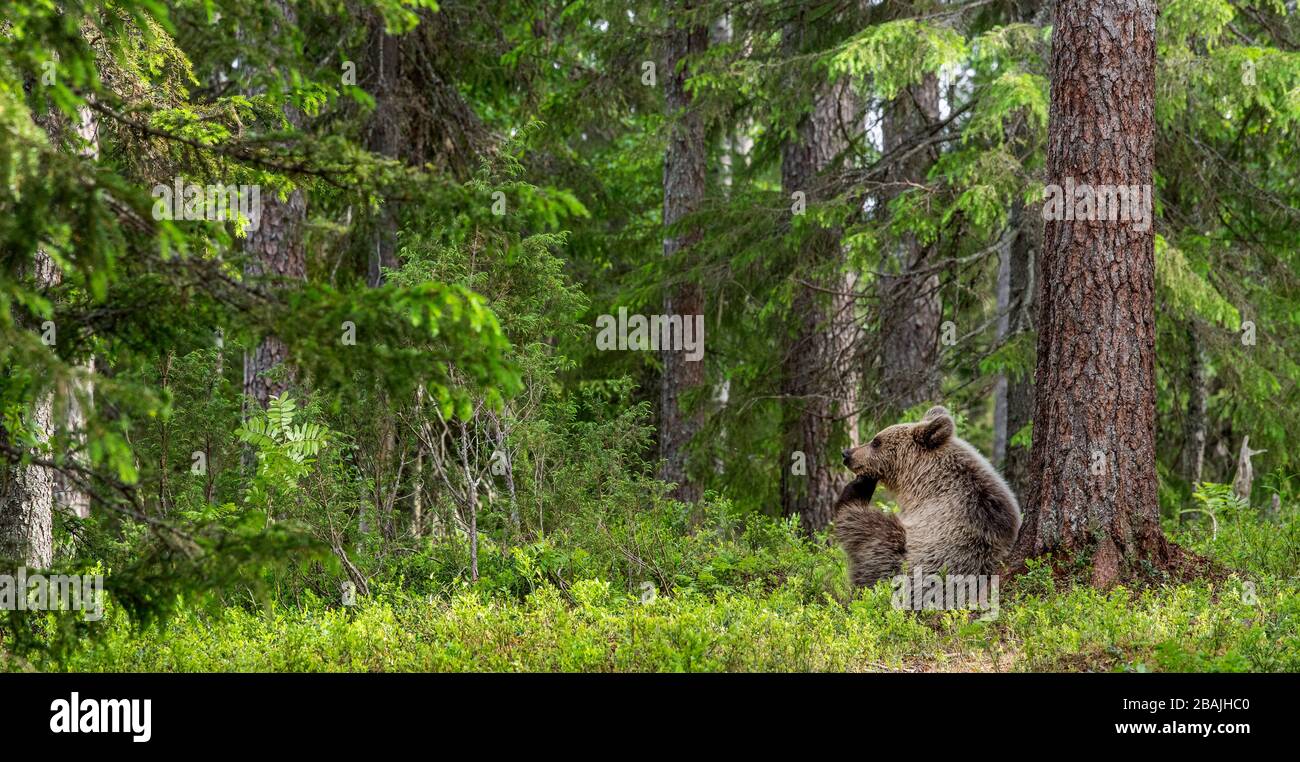 Cub of Brown Bear in the summer forest sits under pine tree. Natural ...