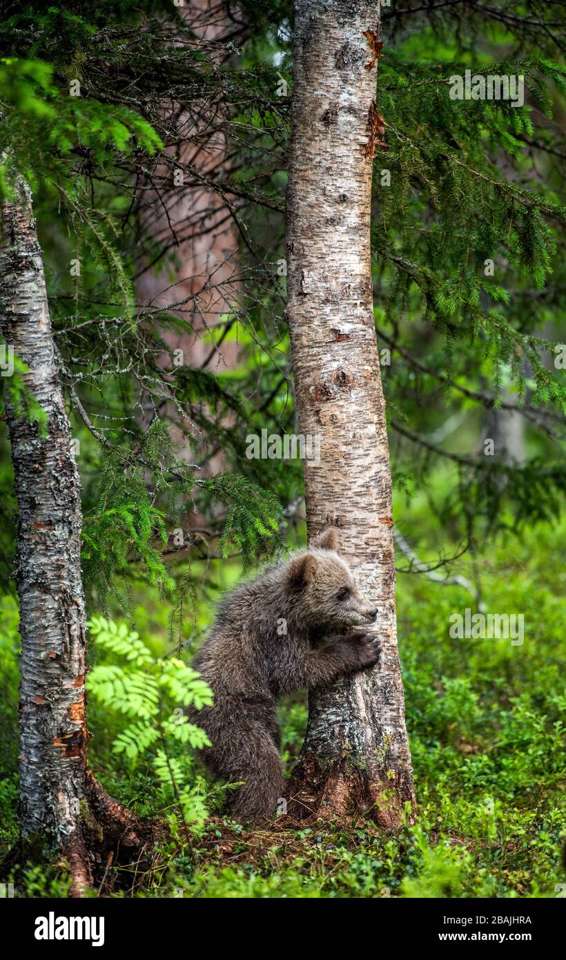 Brown bear cub climbing on tree in summer forest. Scientific name ...
