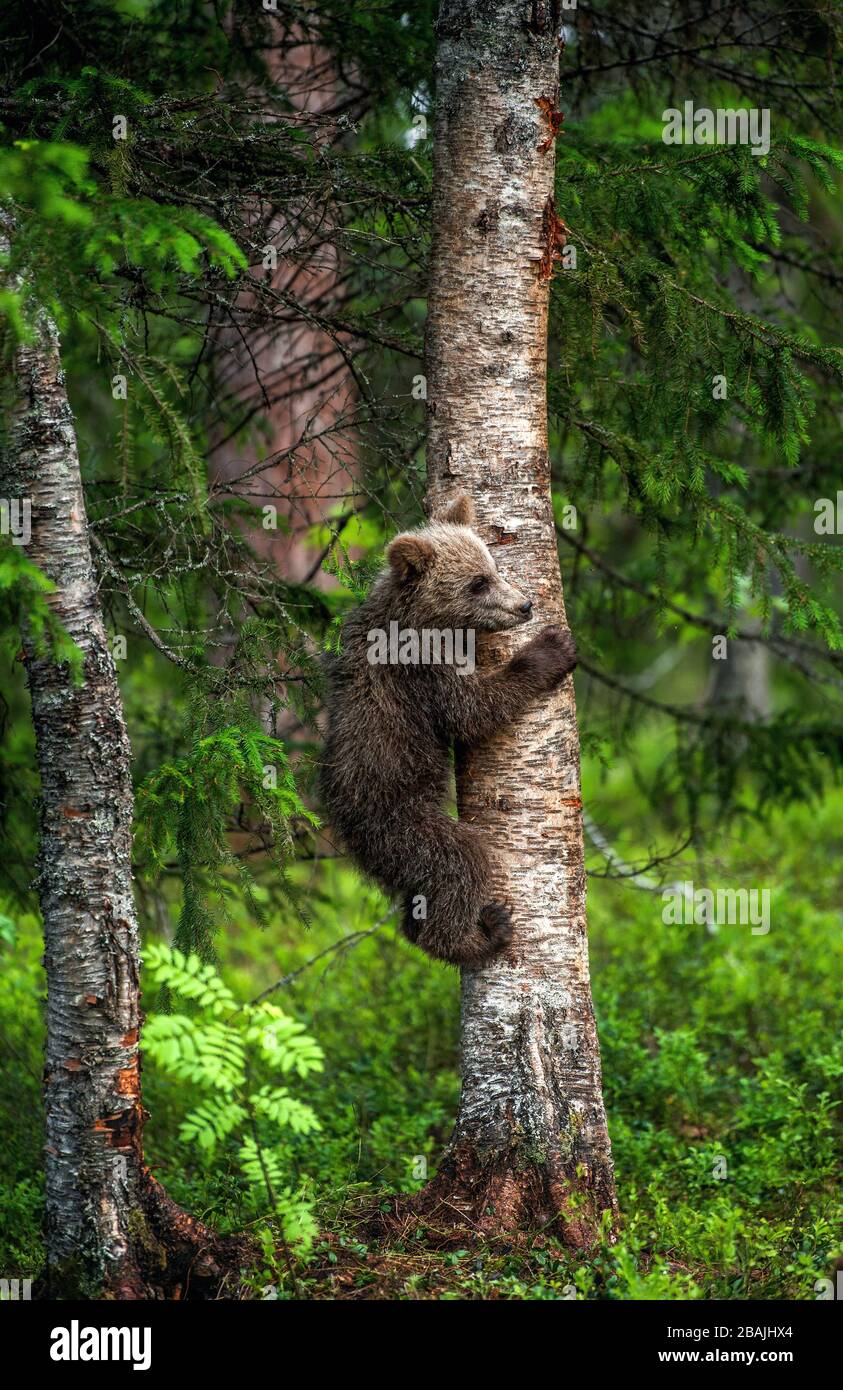 Brown bear cub climbing on tree in summer forest. Scientific name ...