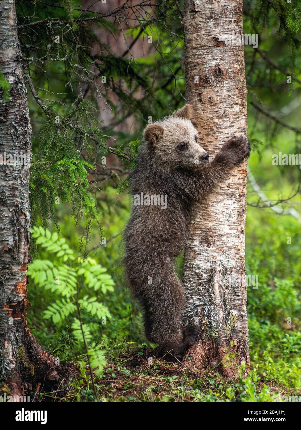 Brown bear cub climbing on tree in summer forest. Scientific name ...