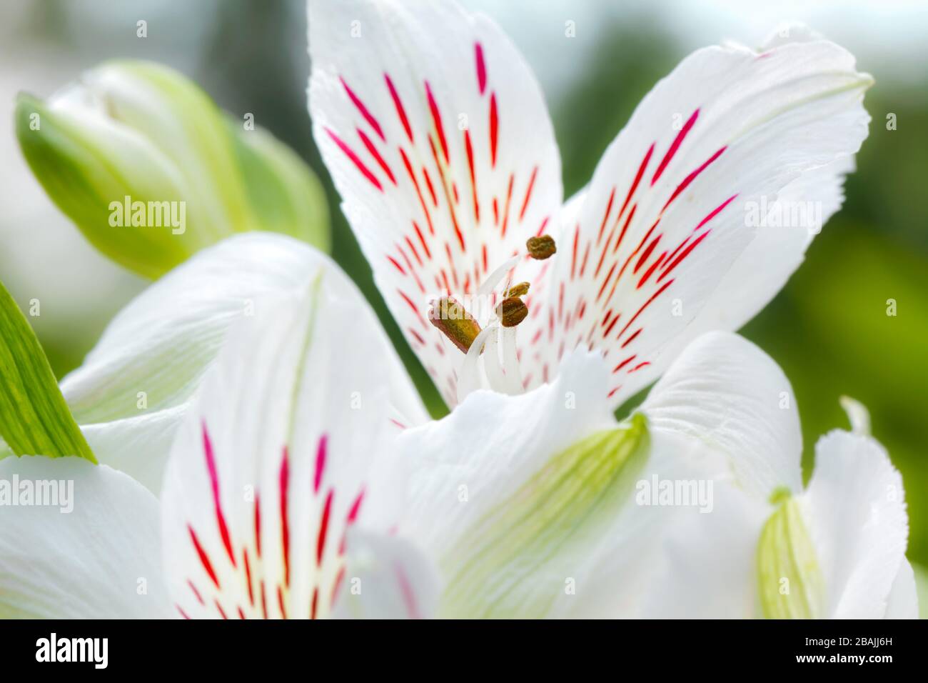 Close-up of lilies (Lily family, Liliaceae, Lilium) Stock Photo