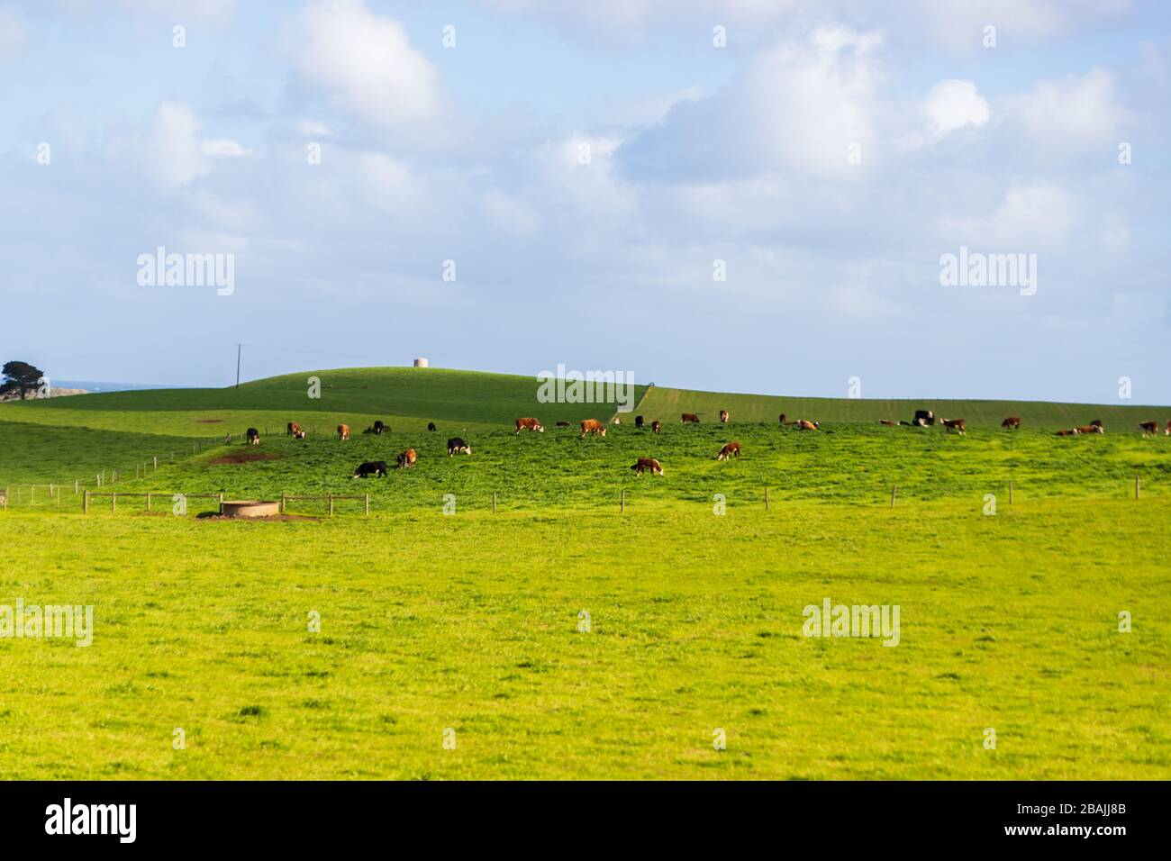 Australian farmland in a sunny day, Great Ocean Road. Stock Photo