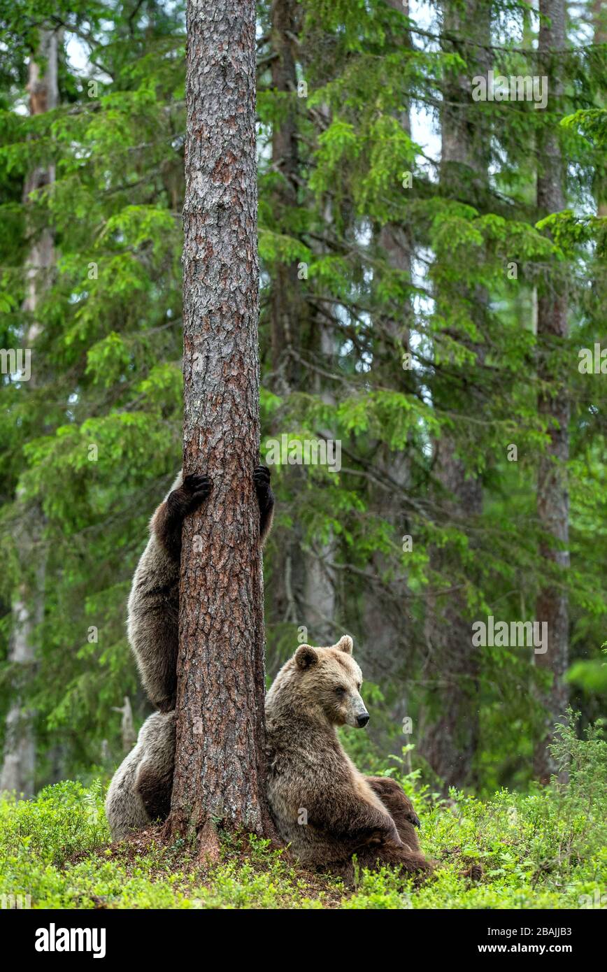 She-bear and bear cubs in the summer pine forest. Brown bear cub ...