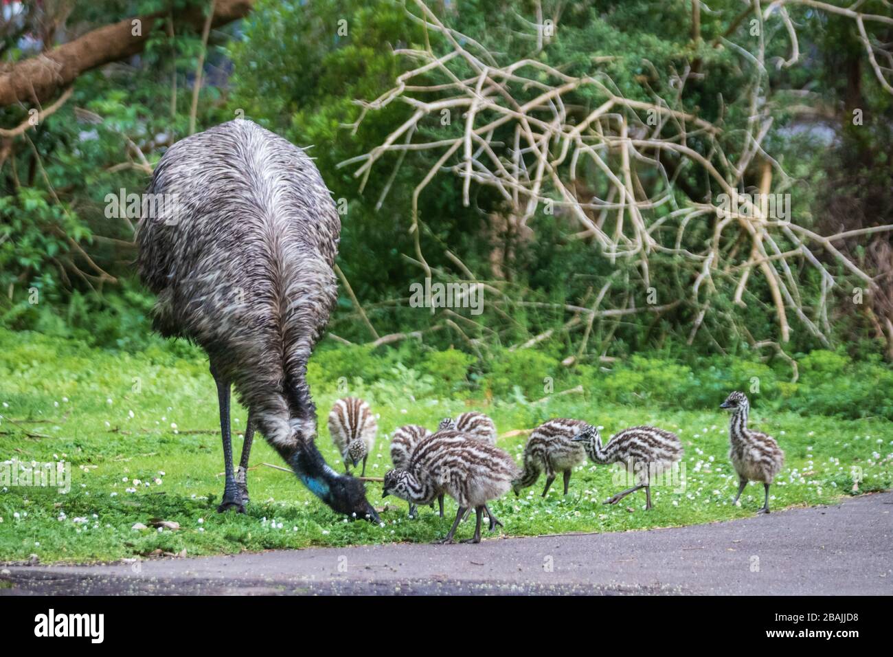 An Emu family in Tower Hill Reserve, Australia Stock Photo