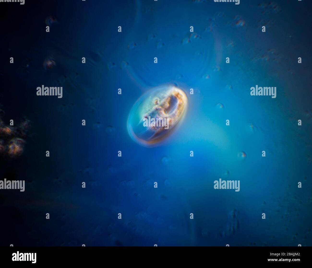 Protozoa in pondwater Stock Photo - Alamy