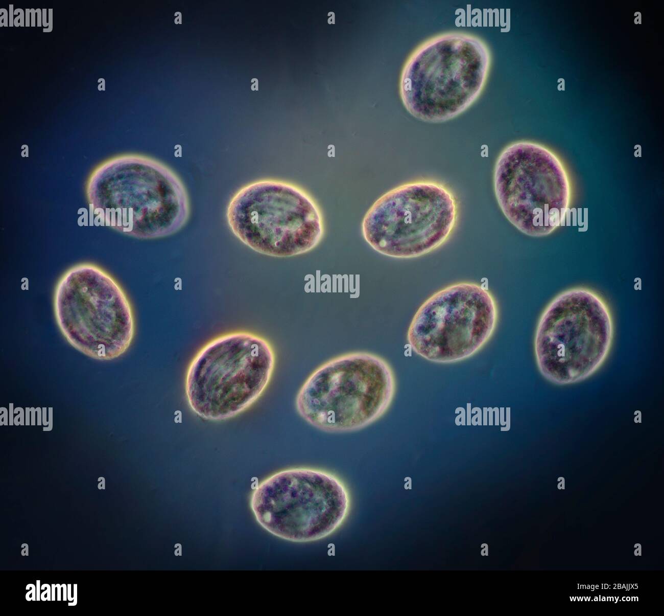 Ciliate Protozoa High Resolution Stock Photography and Images - Alamy