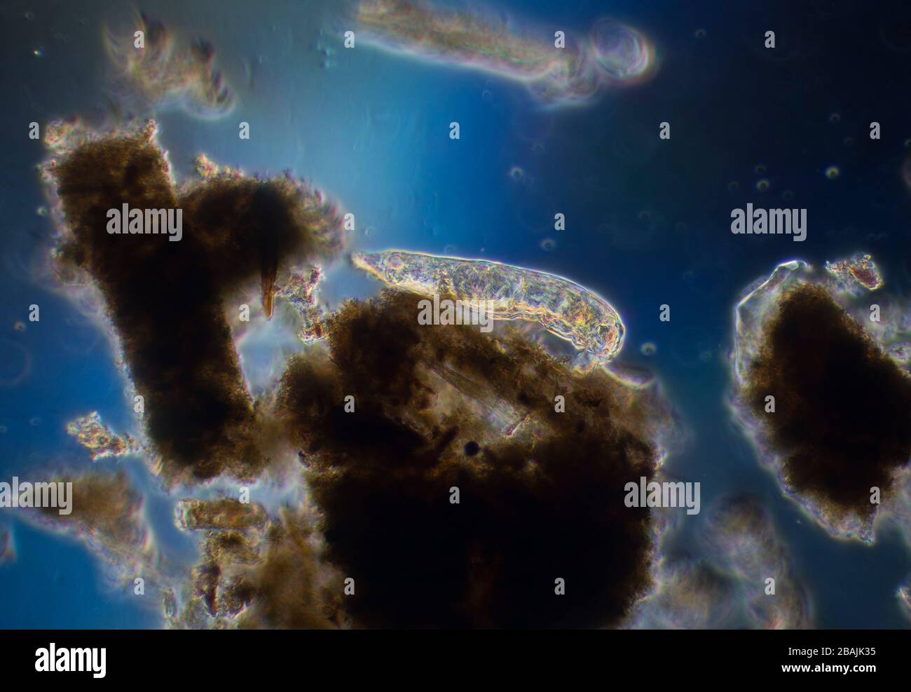 Lateral view of a Bdelloid rotifer, Philodina rotifer, feeding in pond ...