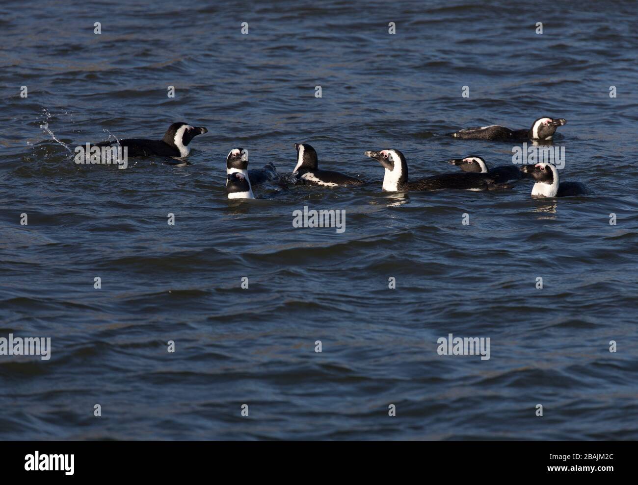 Photo of many penguins in Namibia Stock Photo - Alamy