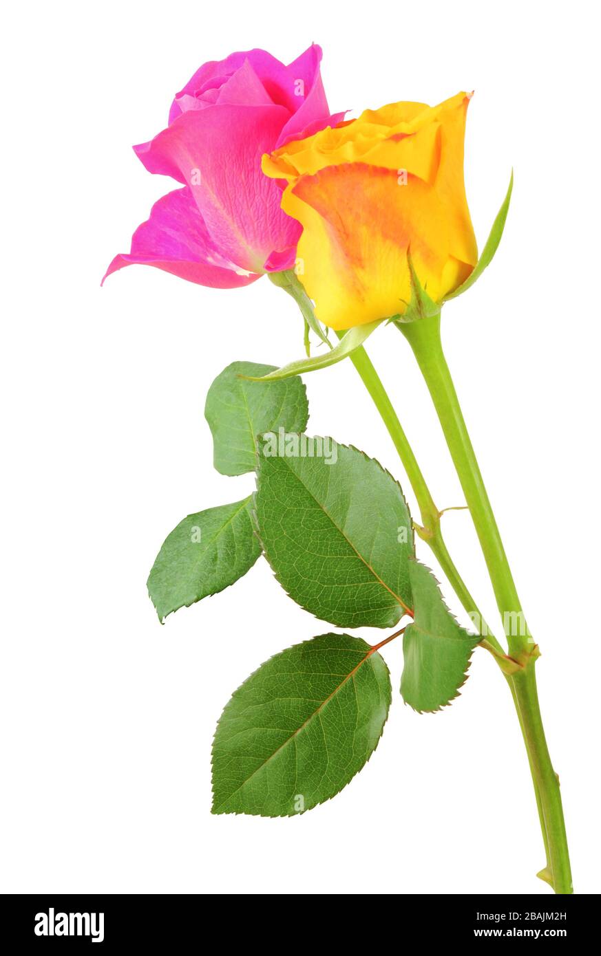 Two beautiful Roses (Rosaceae) isolated on white background, including ...
