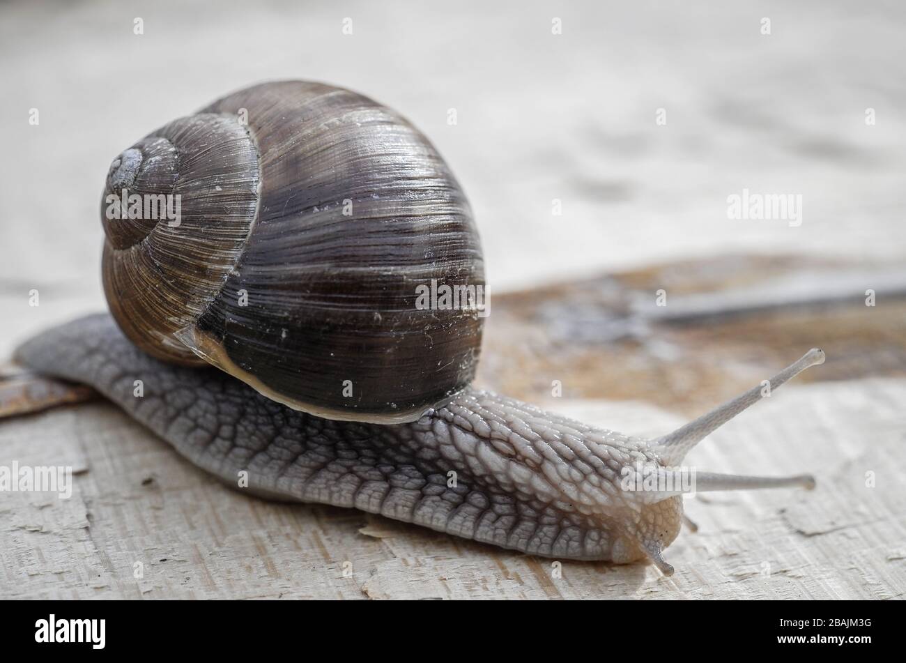 Schnecke - Weinbergschnecke - Burgunderschnecke Stock Photo