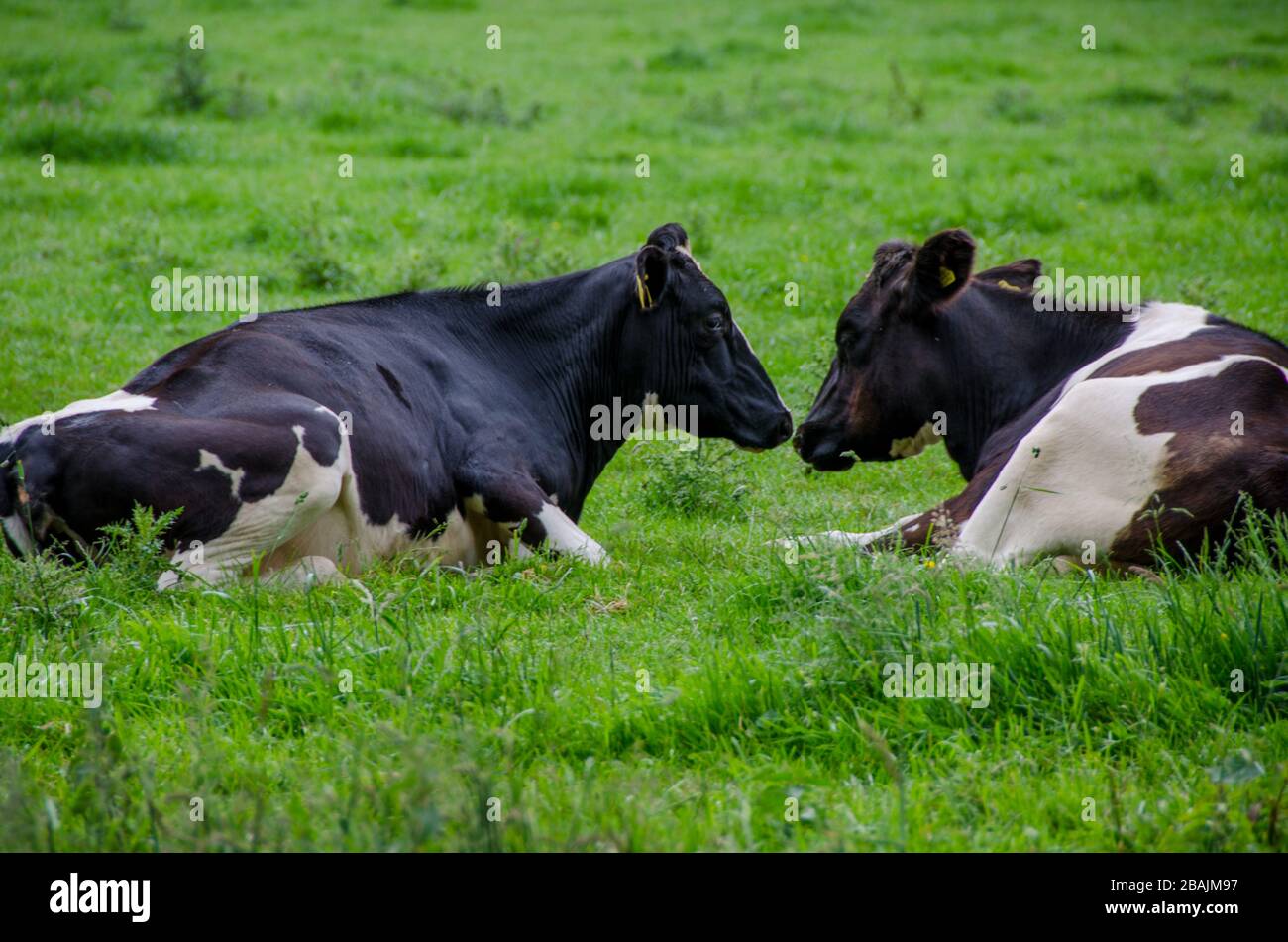 Two cows in green fields of Falmouth near Restronguet Creek Stock Photo