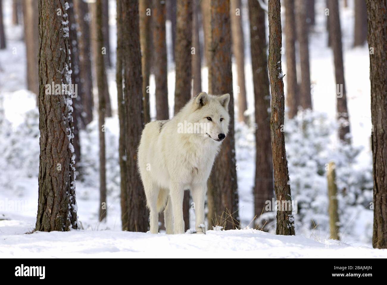 Timberwolf - Deutschland Stock Photo - Alamy