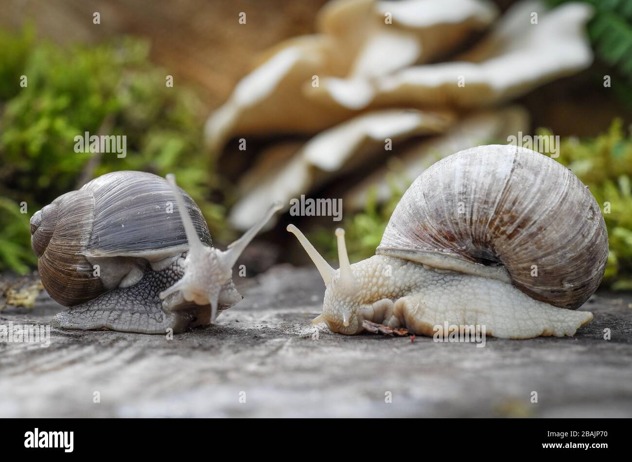 Schnecke - Weinbergschnecke - Burgunderschnecke Stock Photo