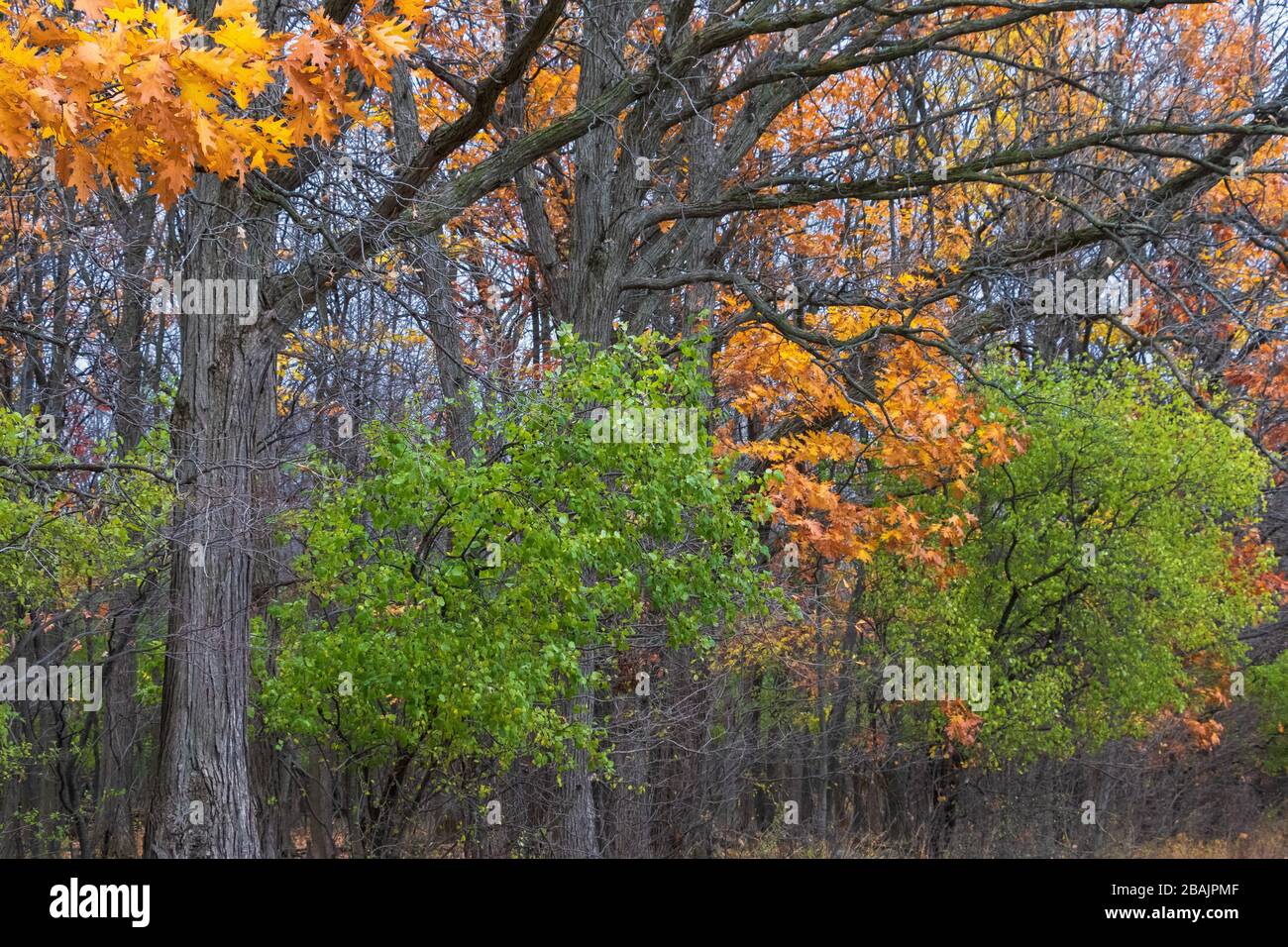 Oak tree orange foliage hi-res stock photography and images - Alamy