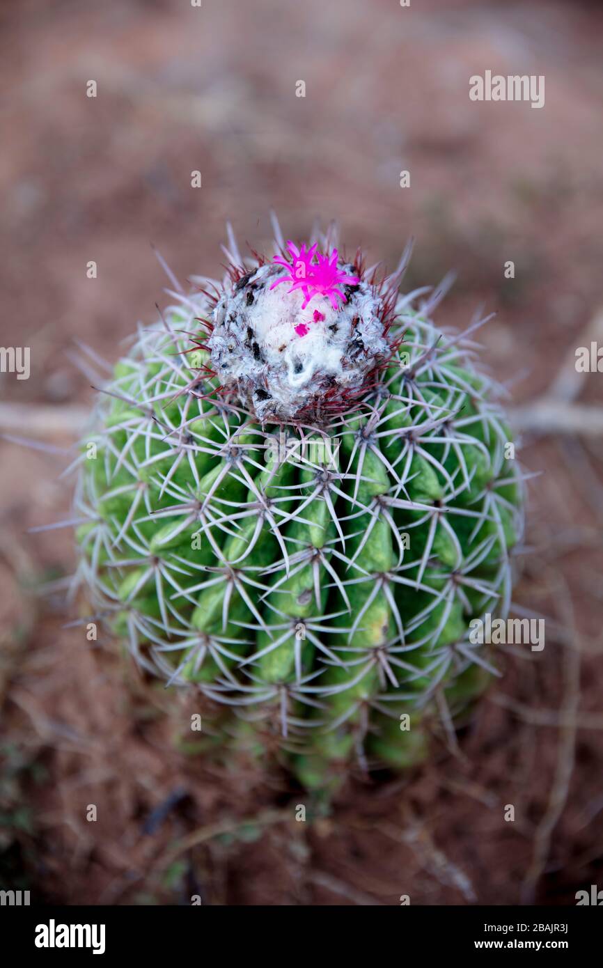 Fruiting Melocactus curvispinus cactus growing wild in the Tatacoa desert in Colombia. The fruits are pink and berry-like. Stock Photo