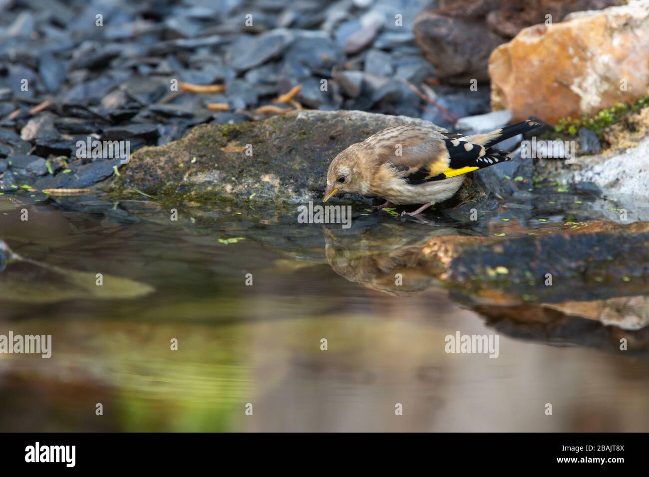 Juvenile Goldfinch [ Carduelis carduelis ] drinking at garden pond with reflection Stock Photo