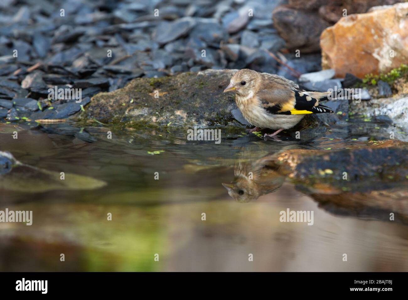 Juvenile Goldfinch [ Carduelis carduelis ] at garden pond with reflection Stock Photo