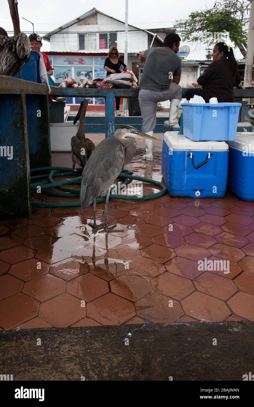 Great blue heron waiting at the fish market of Puerto Ayora on Santa Cruz at the Galapagos Islands for some snack. Stock Photo