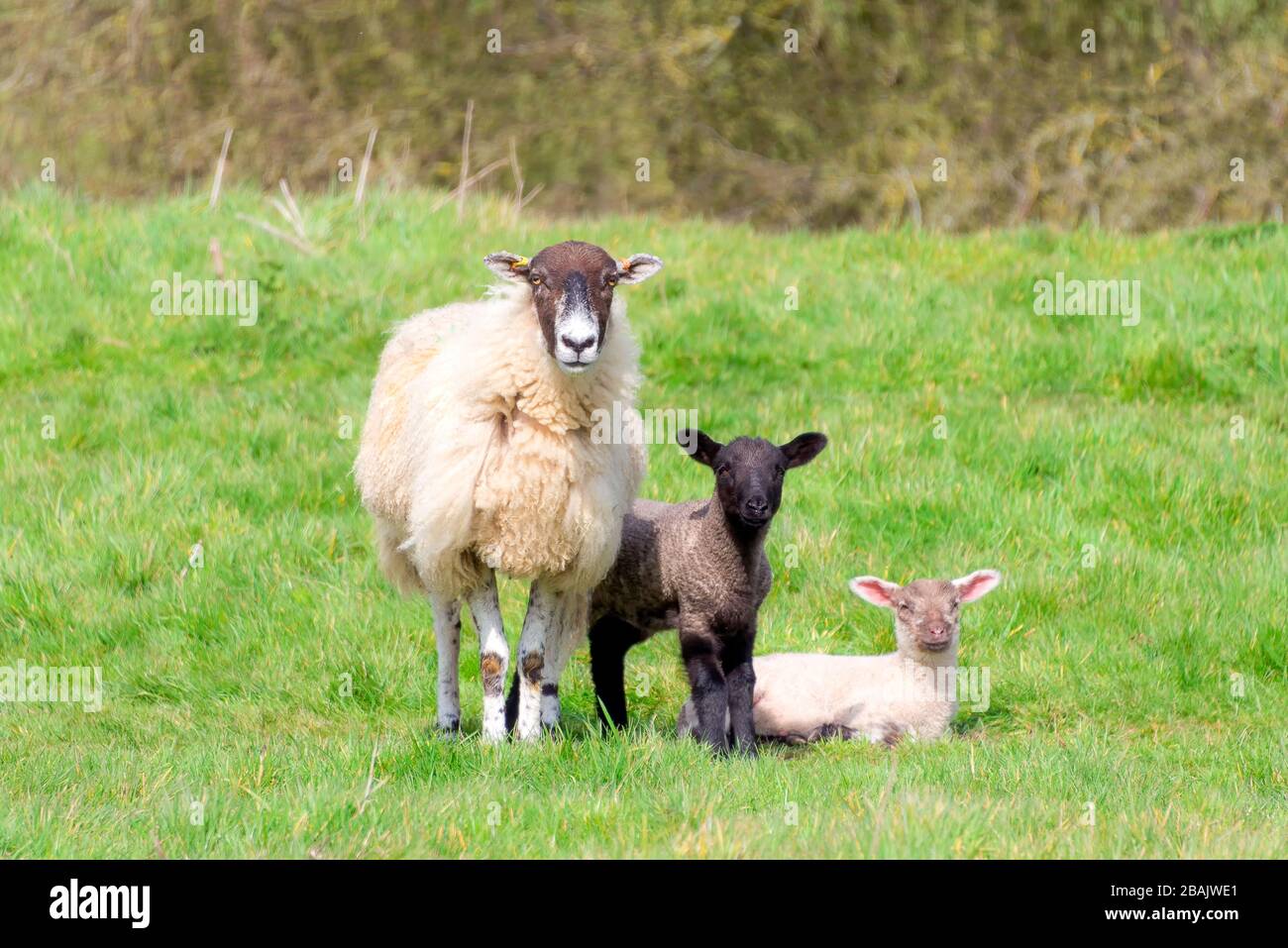 Ewe with her two lambs all looking at the camera in springtime, England Stock Photo