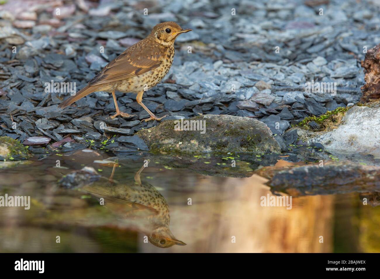 Song Thrush [ Turdus philomelos ] at garden pond with reflection Stock Photo