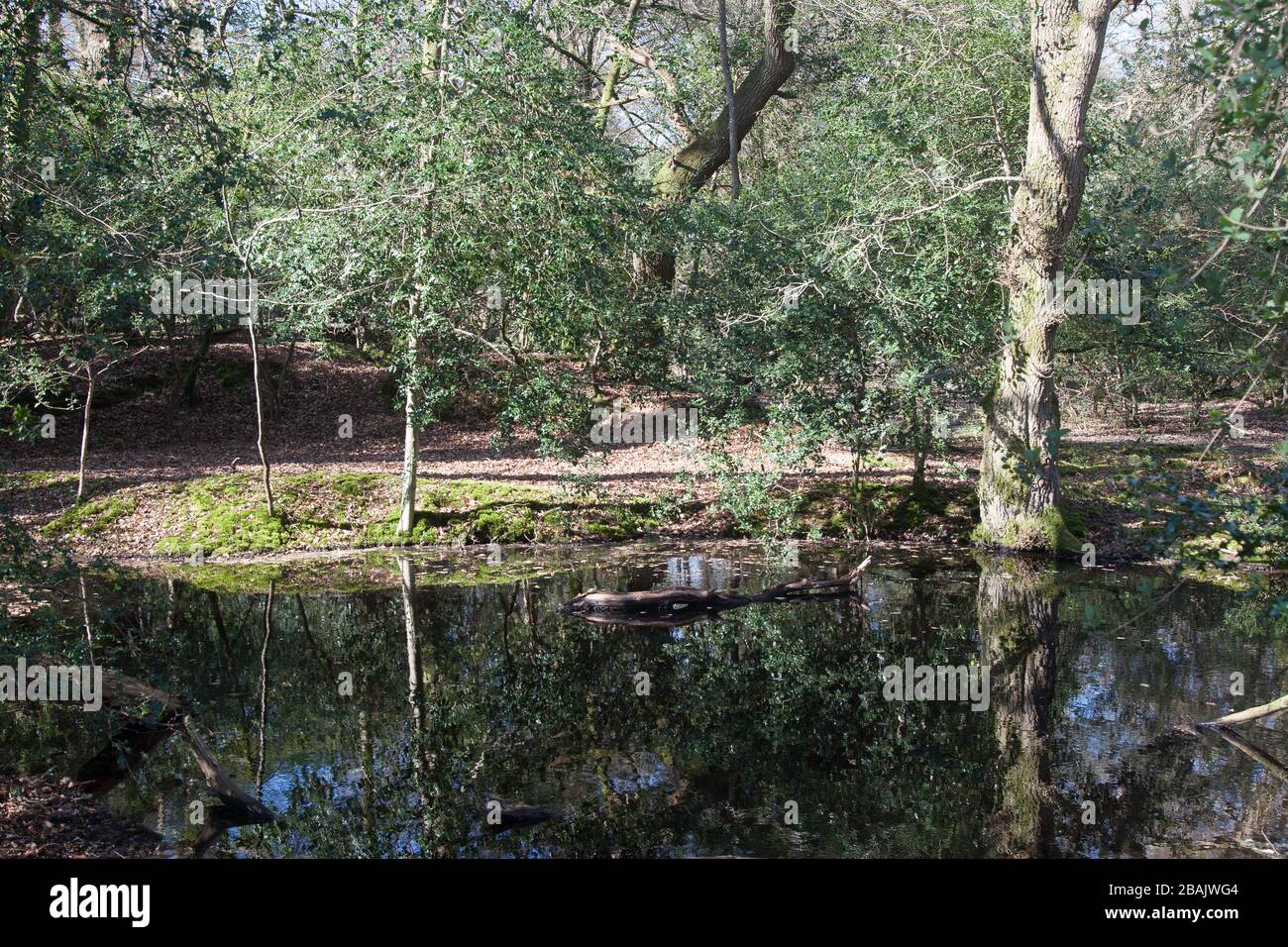 New Forest ancient woodland Hampshire Stock Photo Alamy