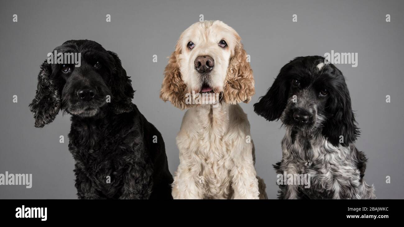 Dogs, UK. Stock Photo