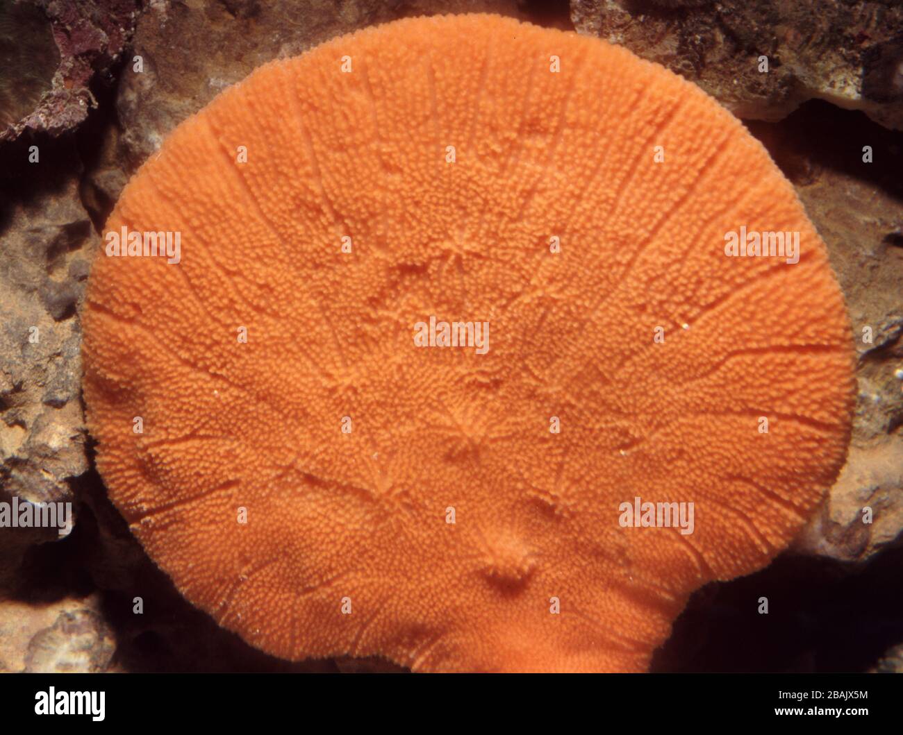 Orange elephant ear sponge, Acanthella carteri Stock Photo