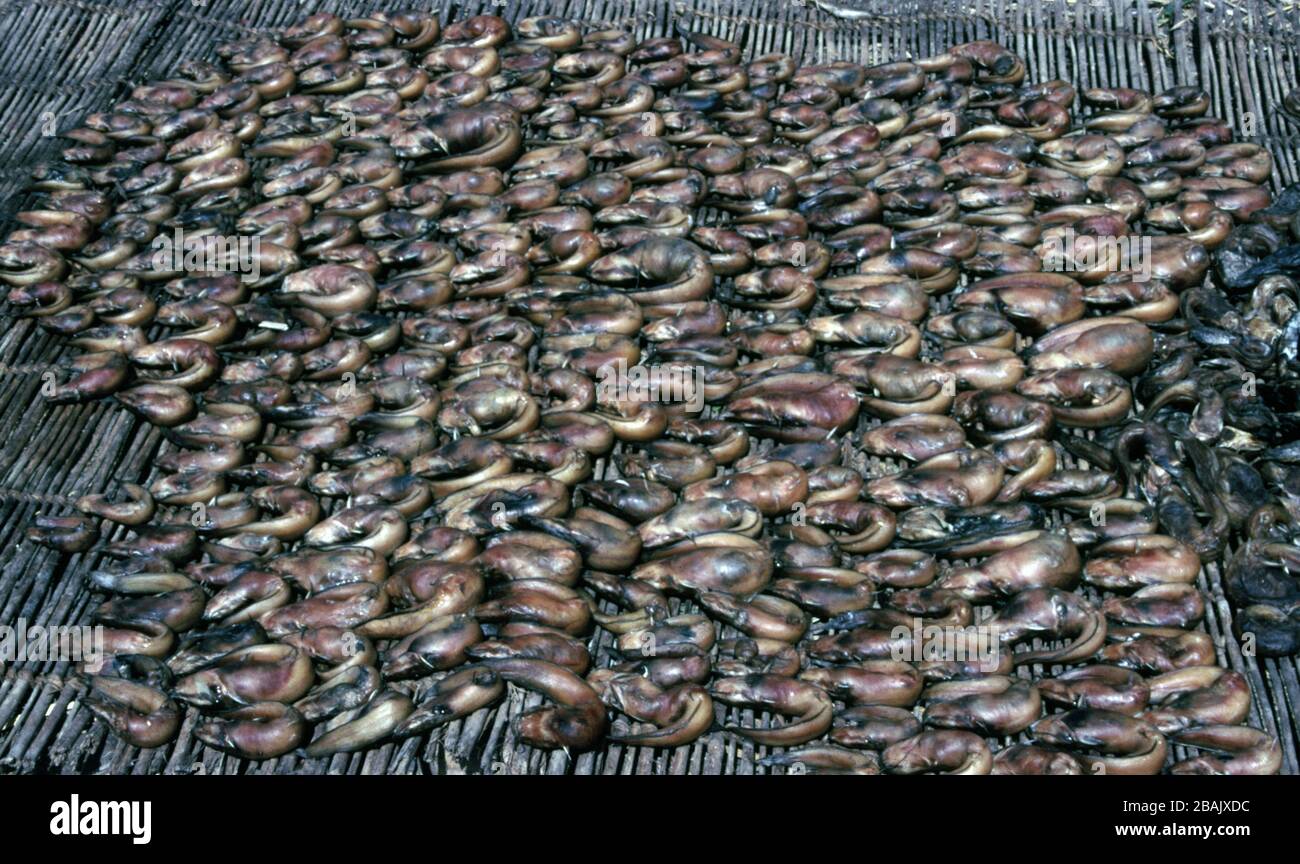 Smoked and dried freshwater fishes in Lake Chad Stock Photo
