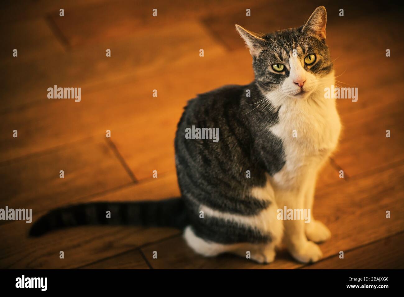 A cute tabby mongrel house cat sits on the wooden plank floor in the