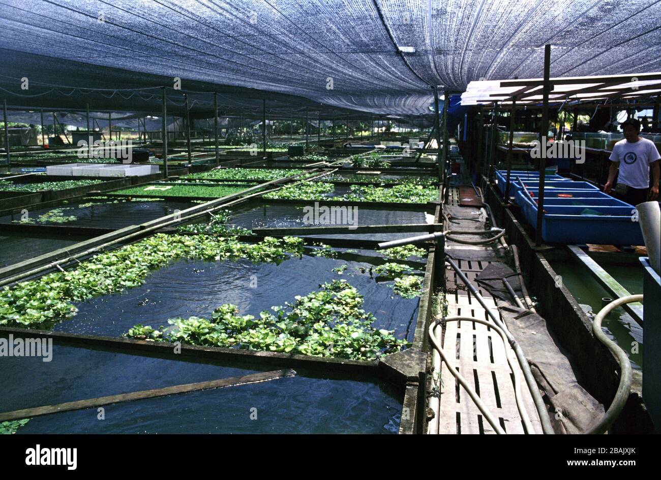 Singapore's aquarium fish breeder Stock Photo Alamy