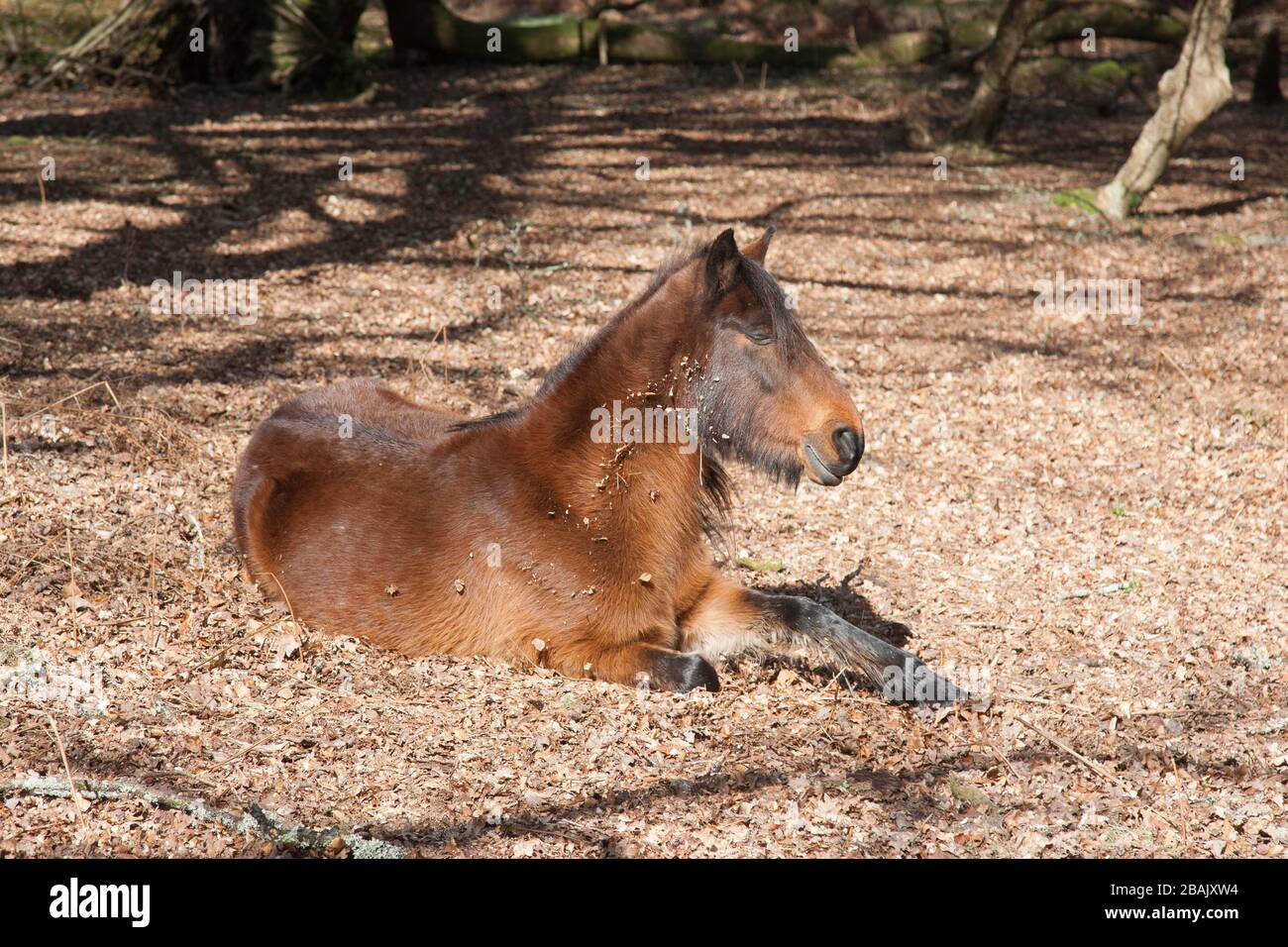 New Forest ancient woodland Hampshire Stock Photo Alamy