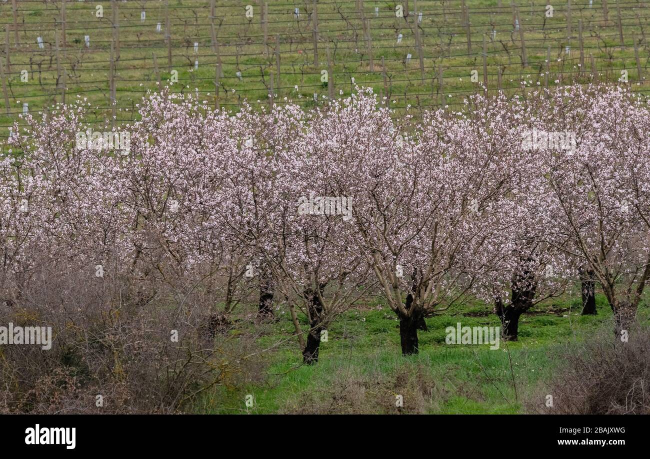 Rainy day in orchard hi-res stock photography and images - Alamy