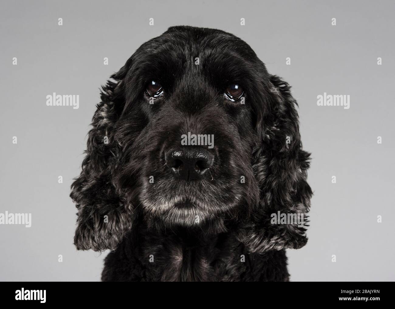 Cocker Spaniel, UK. Stock Photo