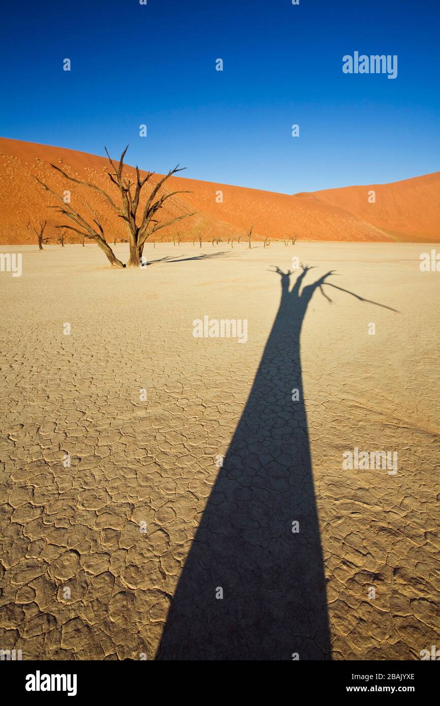 Shadow of Camel Thorn Tree in desert pan, Dead Vlei, Sossusvlei, Namibia Stock Photo