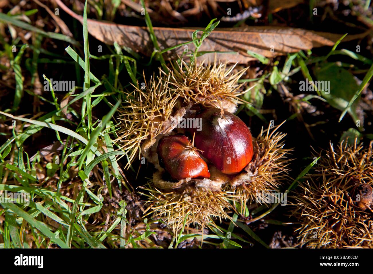 Fallen sweet chestnuts on a footpath near Compton Chamberlayne in Wiltshire. Stock Photo
